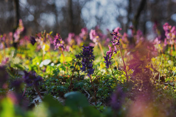 istock Beautiful spring flower corydalis in forest. 1218715264