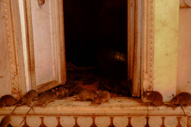 istock Rat in Karni Mata Temple 1218716224