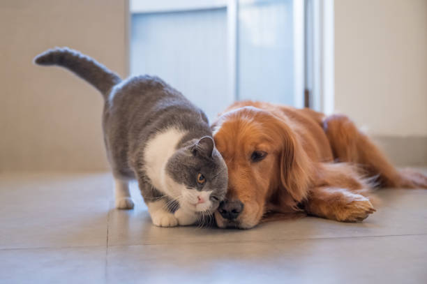 istock Golden Retriever and British Shorthair 1218716629