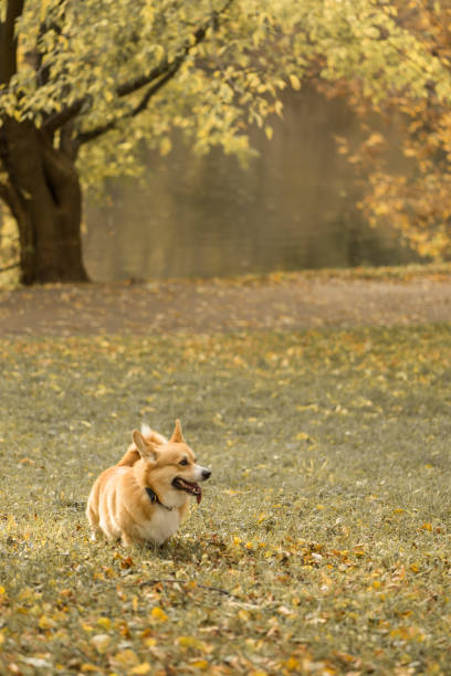 istock Welsh corgi pembroke in autumn 1218716839