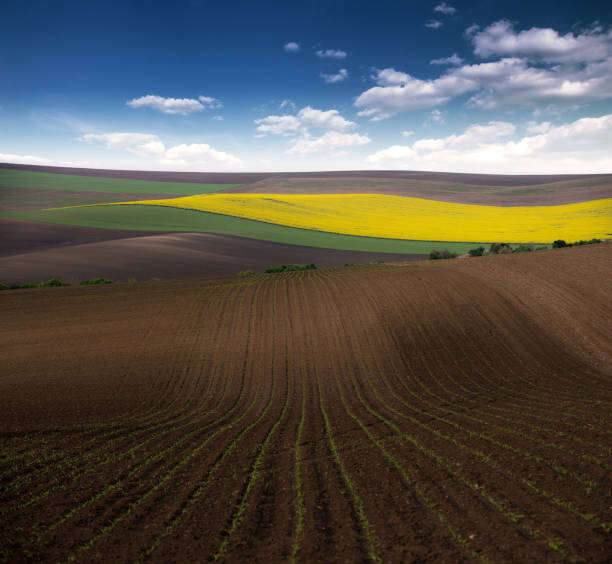 istock Landscape with green and 
 yellow agricultural fields in spring under the blue sky 1218717237