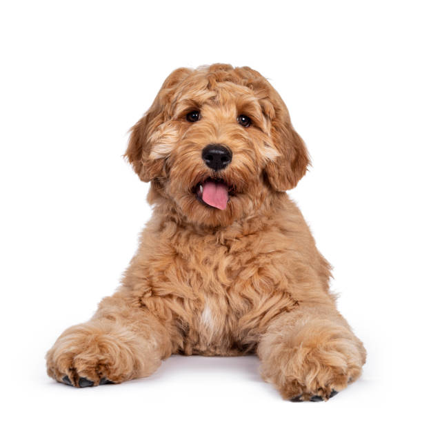 istock Young Labradoodle dog on white background 1218718083