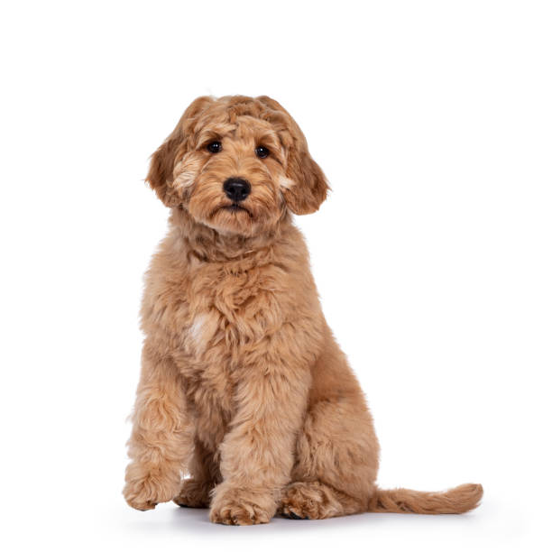istock Young Labradoodle dog on white background 1218718191