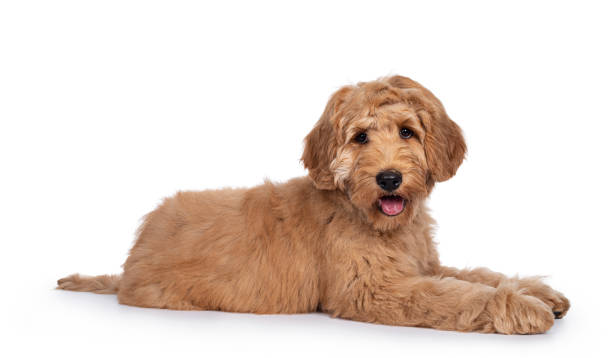 istock Young Labradoodle dog on white background 1218718223