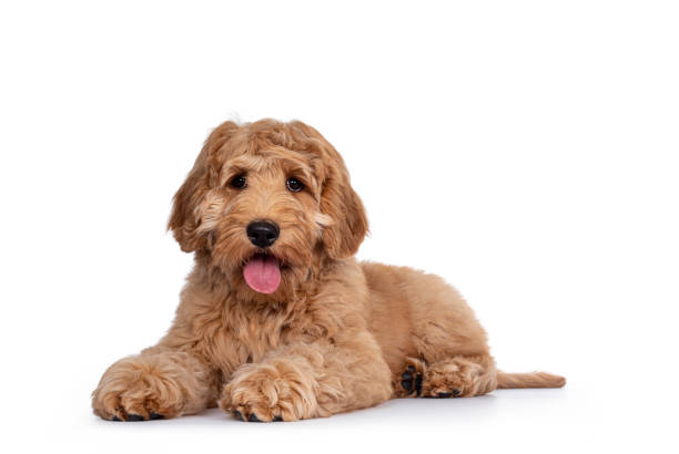 Young Labradoodle dog on white background Cute 4 months young Labradoodle dog, laying down side ways. Looking straight at camera with shiny eyes. Isolated on white background.  Mouth open, tongue out. labradoodle stock pictures, royalty-free photos & images