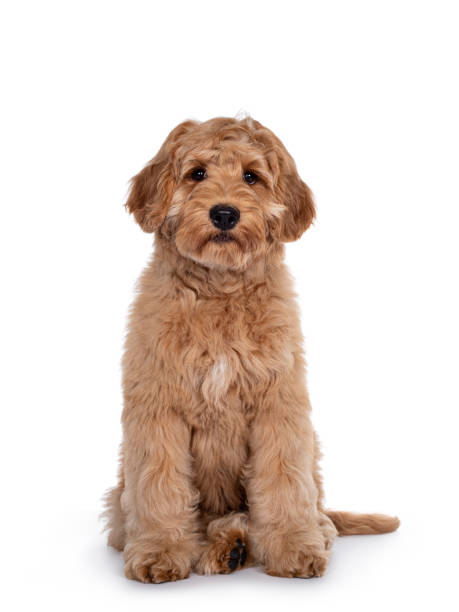 istock Young Labradoodle dog on white background 1218718233