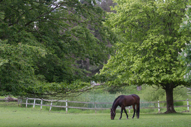 istock Horse under a tree in the nature in Denmark, scandinavia 1218718246