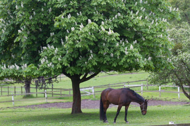 istock Horse under a tree in the nature in Denmark, scandinavia 1218718265