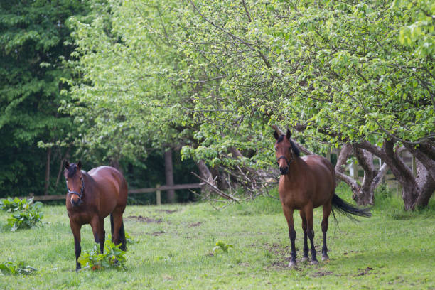 istock Horse under a tree in the nature in Denmark, scandinavia 1218718320