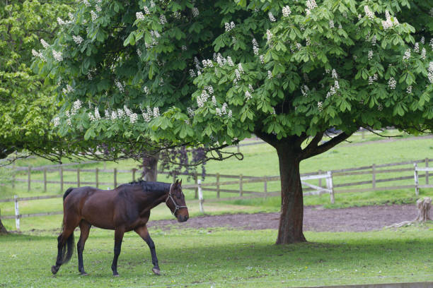 istock Horse under a tree in the nature in Denmark, scandinavia 1218718328