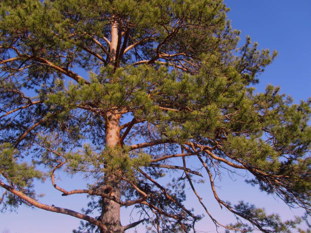 istock Pine on a background of clear blue sky. The pine tree is lit by evening sunlight. Low angle view. 1218718375