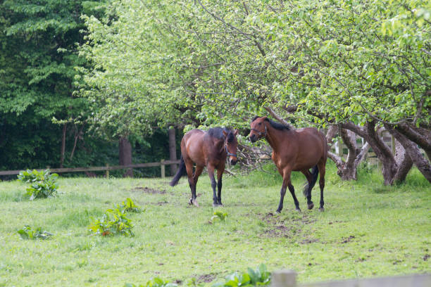 istock Horse under a tree in the nature in Denmark, scandinavia 1218718415