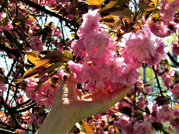 istock Japan. April. Springtime. Female hand with blooming cherry. 1218718478