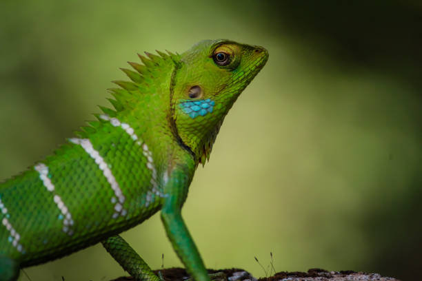 istock green chameleon with background blur 1218718684
