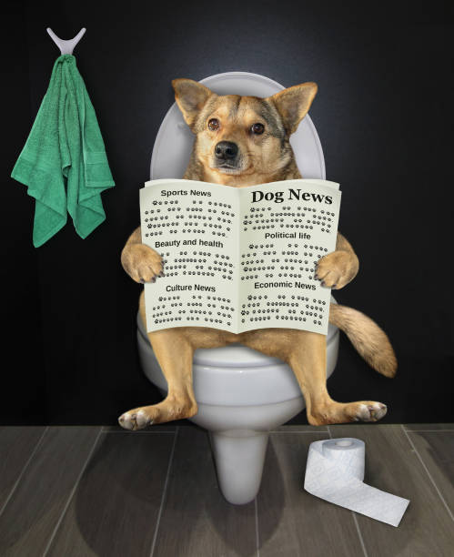 istock Dog sits on toilet with newspaper 1218719448