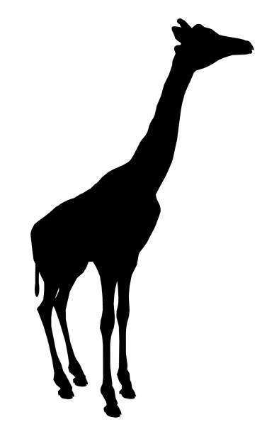 Silhouette of a giraffe