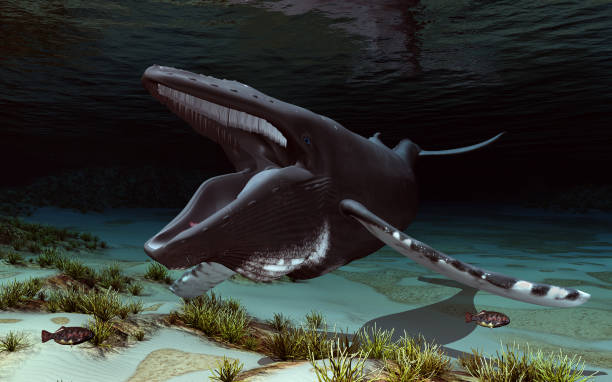 istock Humpback whale in an underwater landscape 1218722126