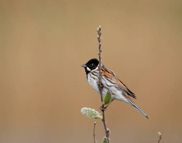 istock Male reed bunting 1218723651