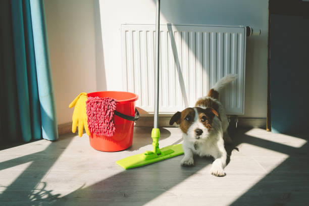 Cleaning Jack Russell Dog stock photo