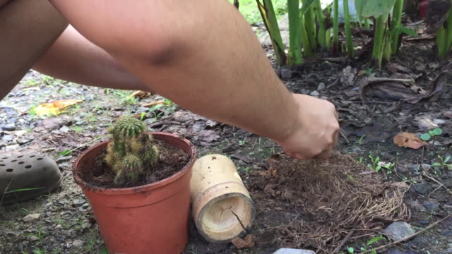 Woman planting the cactus plant