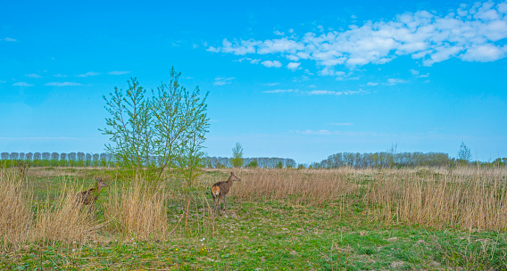 Roe deer in a green field with reed in wetland below a blue sky in spring, Almere, Flevoland, The Netherlands, April 12, 2020