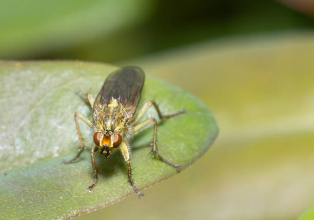 istock Insect macro photo close up 1218727953