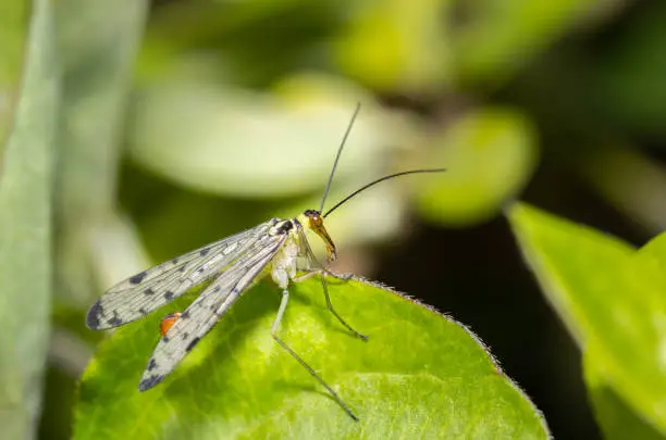 Close up of a common scorpion fly