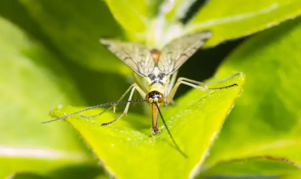 Close up of a common scorpion fly