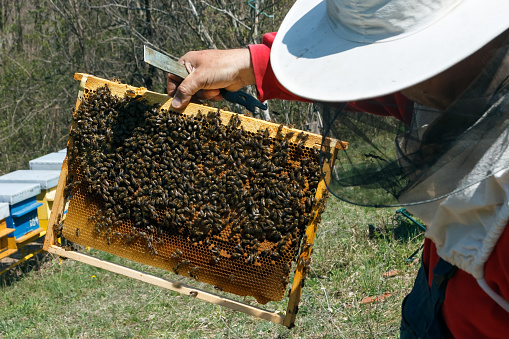Nis, Serbia - April 10th 2020: A beekeeper with a protective cap holds a frame with bees in his hands and controls the swarm of bees. Photo taken on April 10th 2020.