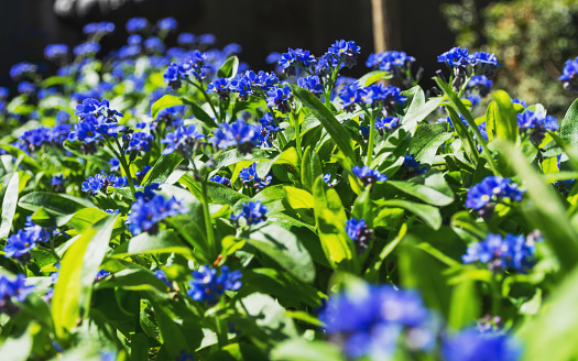 Gentiana cruciata (Latin Gentiana cruciata). Garden decorative flower. Blue spring flowers