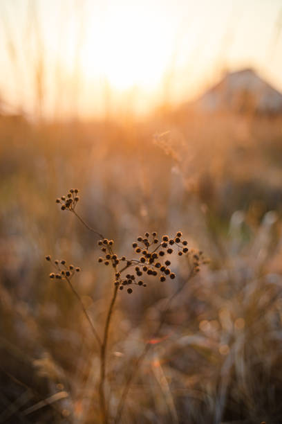 Beautiful golden hour orange sunset light over dry grass in field with village farm house in background