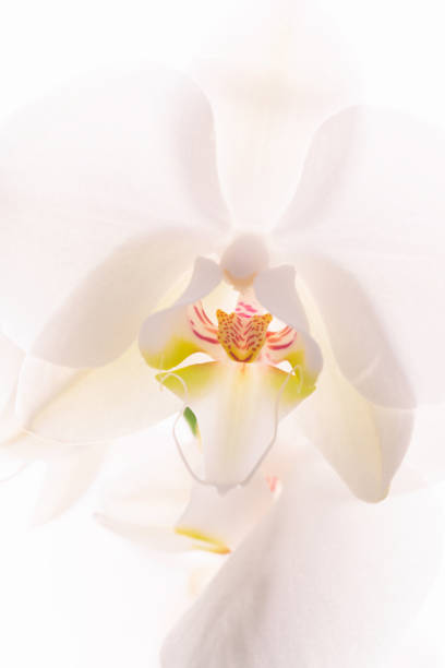 orquídea branca no fundo branco - orchid simplicity single flower flower - fotografias e filmes do acervo