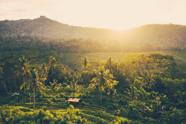 istock Sunrise over rainforest, Bali. Aerial drone shot. 1218734385