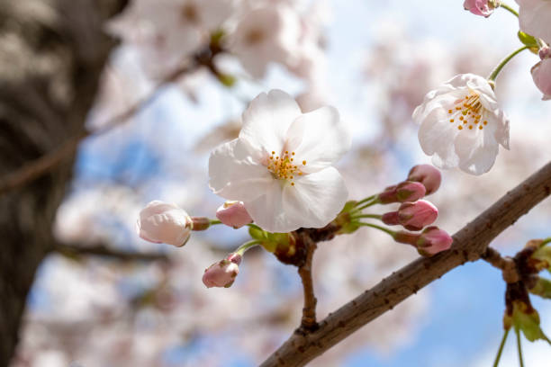istock This is a picture of a cherry blossom 1218734390