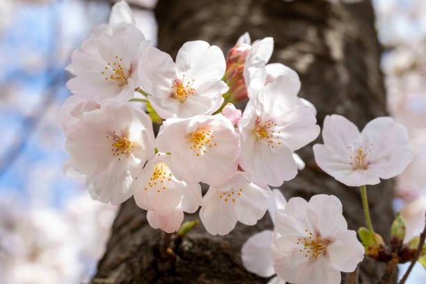 istock This is a picture of a cherry blossom 1218734400