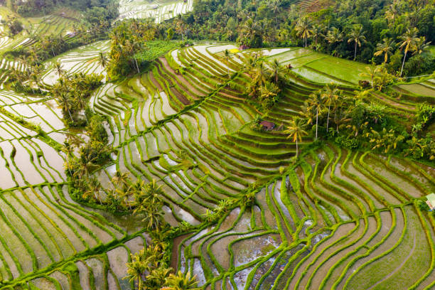 Bali, aerial view of Jatiluwih rice Terraces in sunrise. Bali - rice fields, surrounded by rainforest and river, view from above. View from above. jatiluwih rice terraces stock pictures, royalty-free photos & images