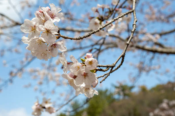 istock This is a picture of a cherry blossom 1218734428