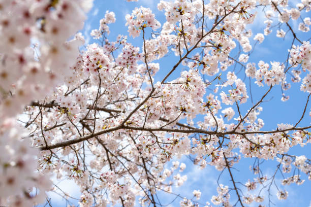 istock This is a picture of a cherry blossom 1218734433