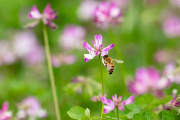 istock Chinese milk vetch 1218736229