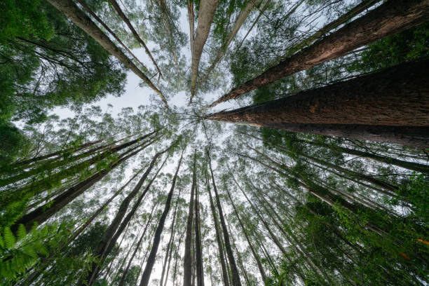 istock Tall gum trees rising skyward from forest floor 1218736344
