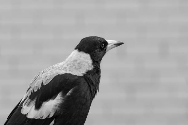 Australian magpie closeup black and white common bird.