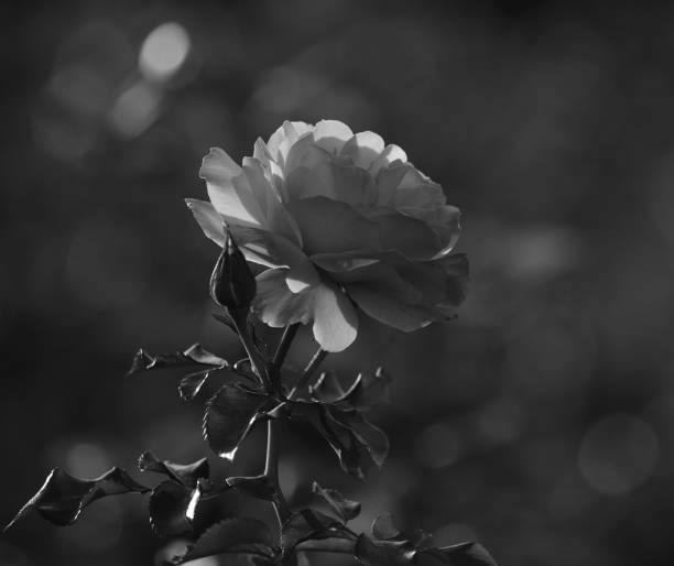 istock Isolated rose in full splendor 1218736575
