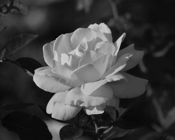 istock Closeup of white rose 1218736694