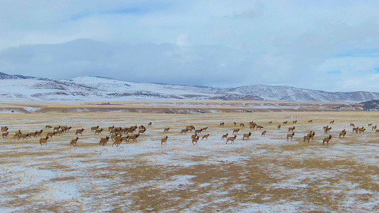 drone: a herd of untamed wild deer migrate across the snowy plains in montana. spectacular aerial view of a large family of elk running across the wintry landscape in rural part of the united states.