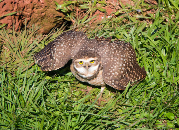 Paraguay - Itapua - Trinidad - Burrowing owl (Athene cunicularia) in a protective threatening pose on the grass in front of its burrow with blurred background