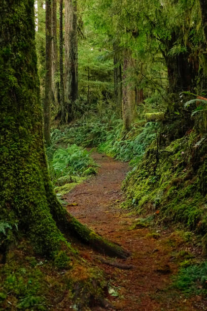 istock vertical: empty trekking trail leads through the beautiful hoh rainforest. 1218737624