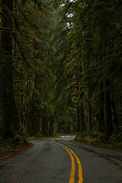 istock vertical: empty asphalt road leads through the haunted looking hoh rainforest. 1218737637