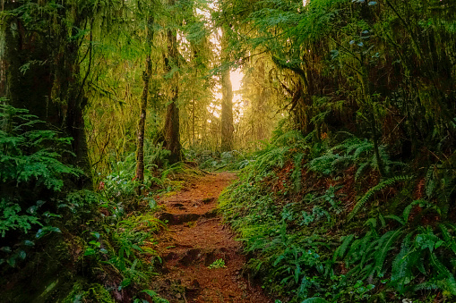 close up: golden sunshine peers through the dense canopies of hoh rainforest and illuminates a scenic hiking trail. sightseeing trail runs through the fairytale-like forest in the pacific northwest