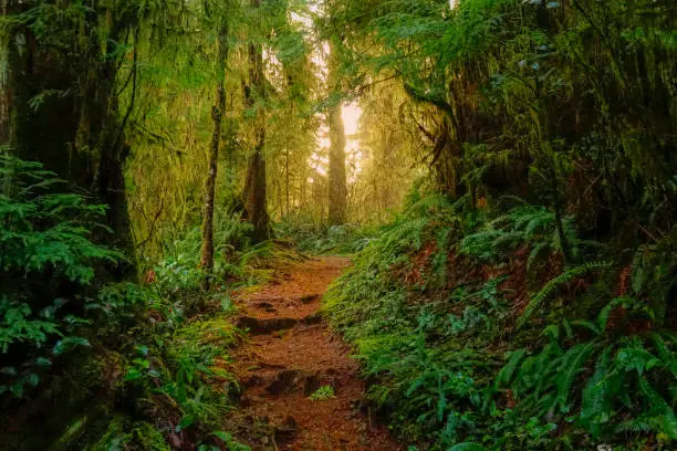 close up: golden sunshine peers through the dense canopies of hoh rainforest and illuminates a scenic hiking trail. sightseeing trail runs through the fairytale-like forest in the pacific northwest