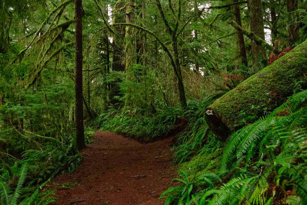 istock close up: empty trekking trail leads through the beautiful hoh rainforest. 1218737790